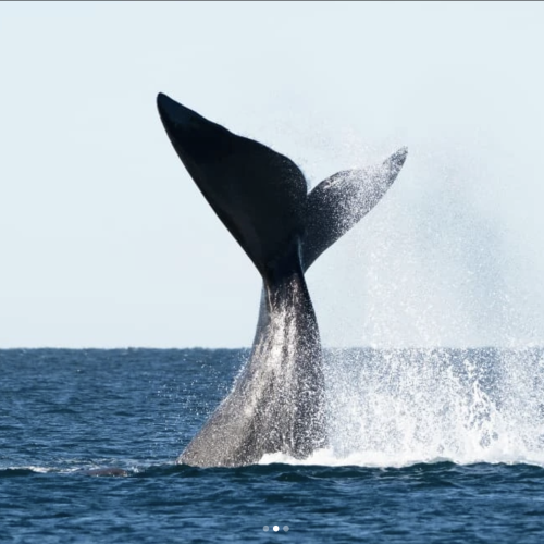 Ballenas